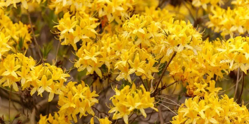 photo of azaleas to show popular yellow flowering shrubs for your garden