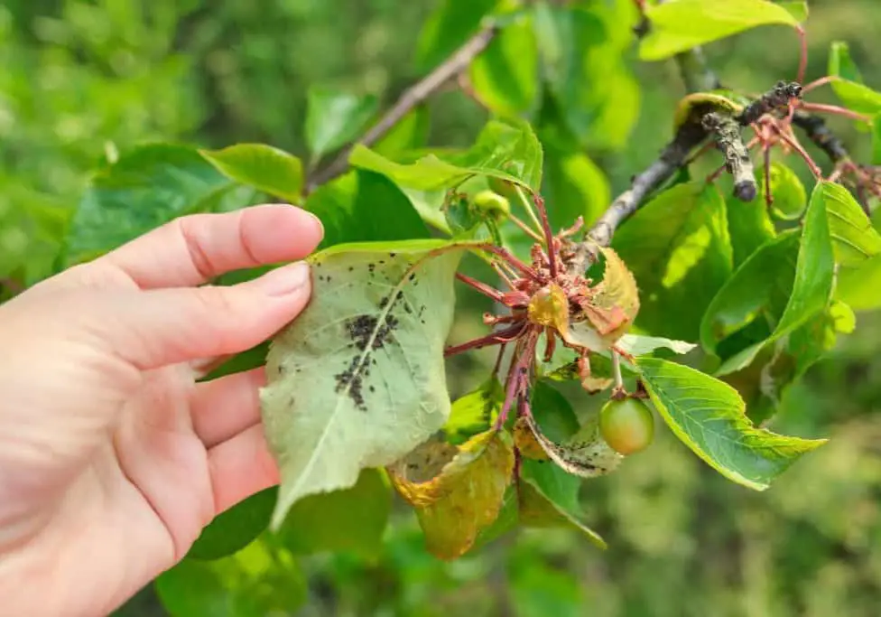 Aphids on Leaves