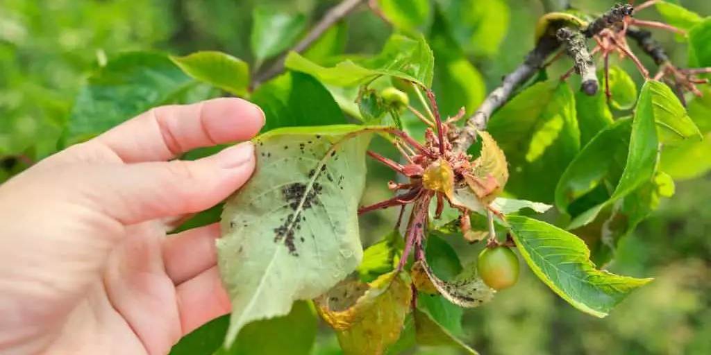 Aphids on Leaves