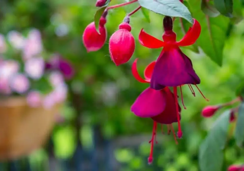 Photo of beautiful red and purple flowers blooming to attract hummingbirds and butterflies to your garden