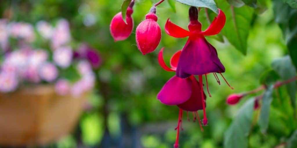 Photo of beautiful red and purple flowers blooming to attract hummingbirds and butterflies to your garden