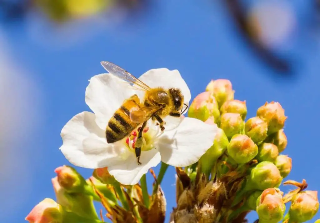 Bee on Flowers