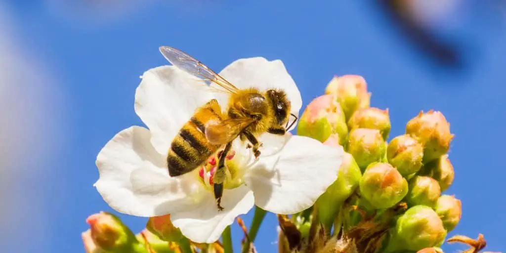 Bee on Flowers