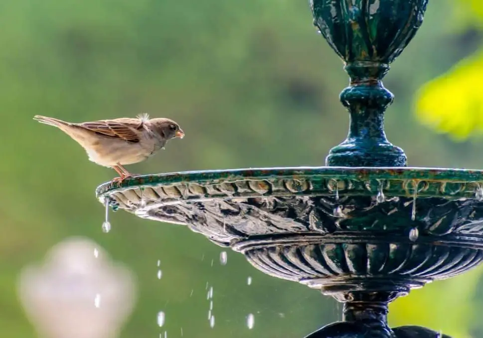 Bird sitting on the edge of a bird bath