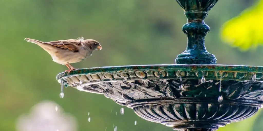 Bird sitting on the edge of a bird bath