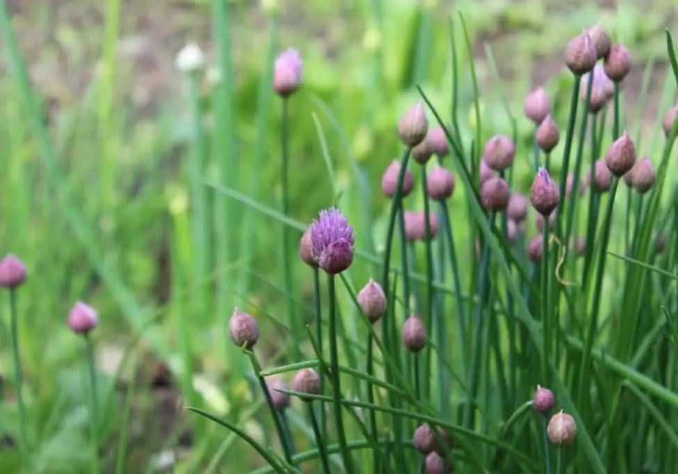 Flowering Chive Plant in a Garden