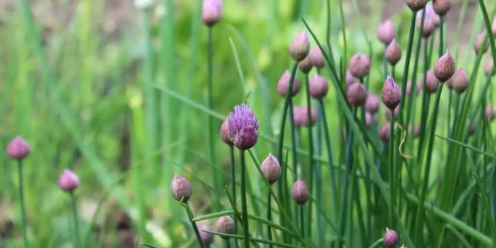 Flowering Chive Plant in a Garden