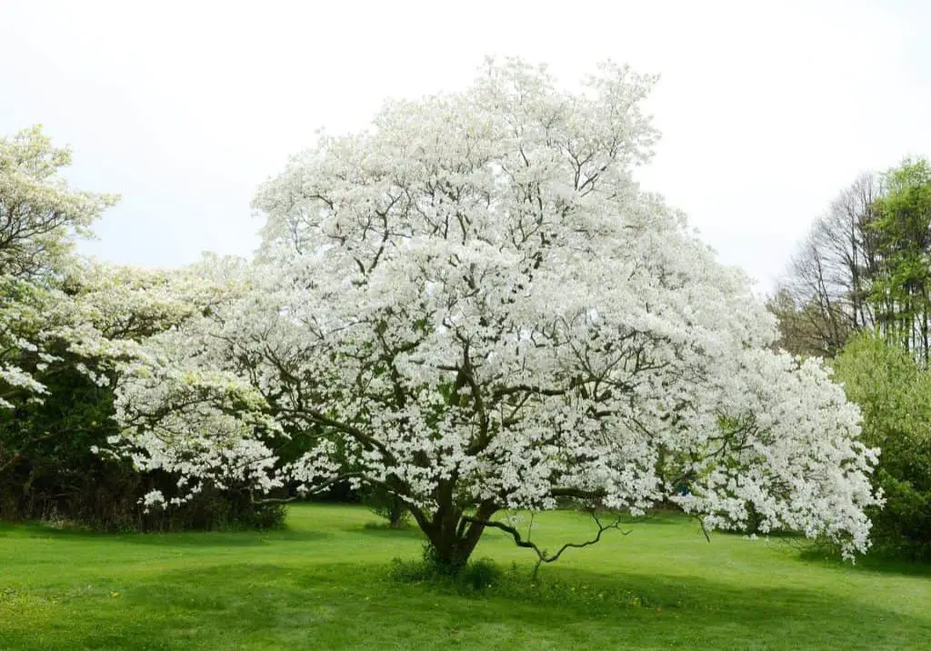 Legend of the Dogwood Tree