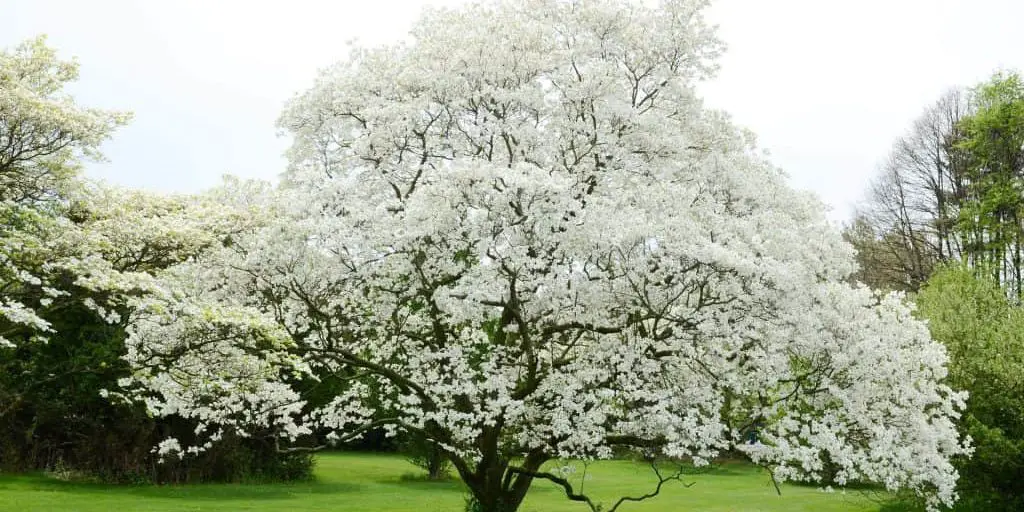 Legend of the Dogwood Tree