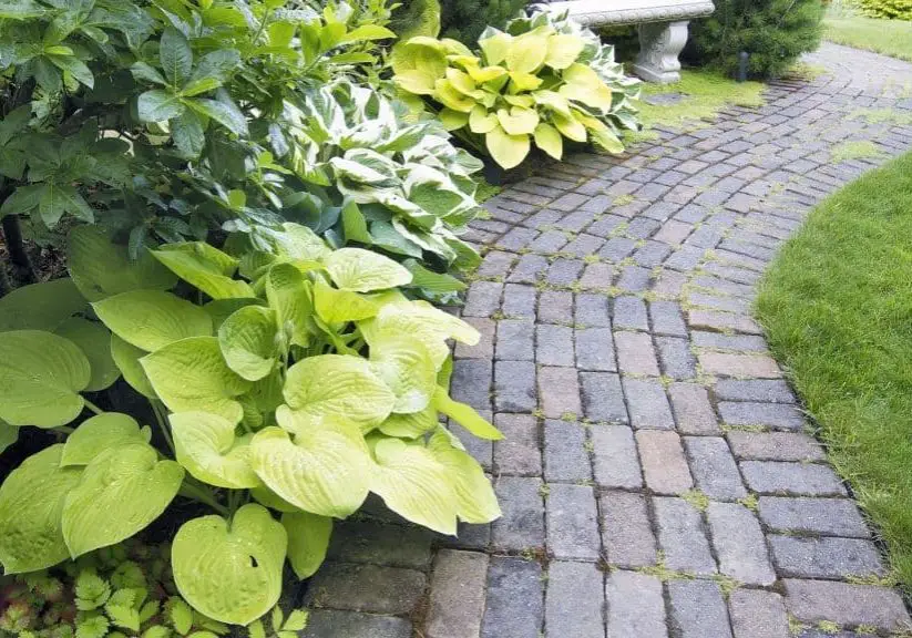 How to Plant Hostas Garden Photo of walkway and hosta plants