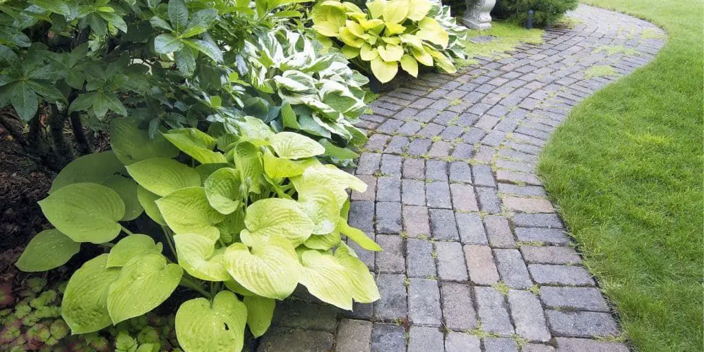 How to Plant Hostas Garden Photo of walkway and hosta plants