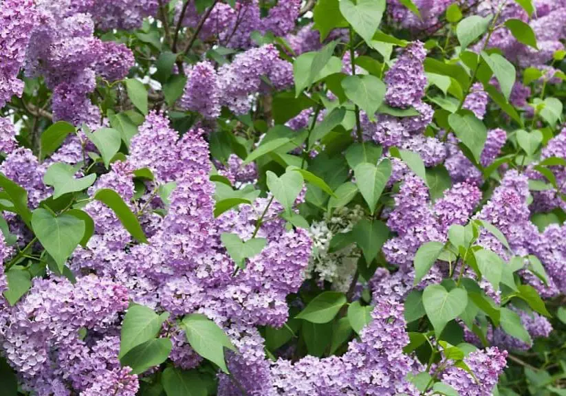 How to Prune Lilacs blog article image