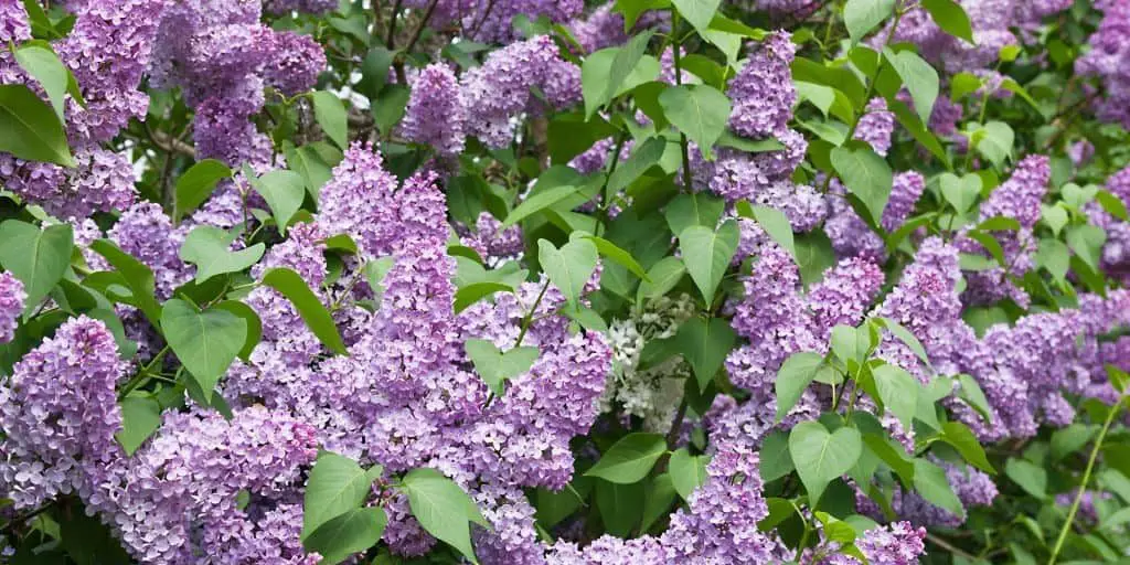 How to Prune Lilacs blog article image