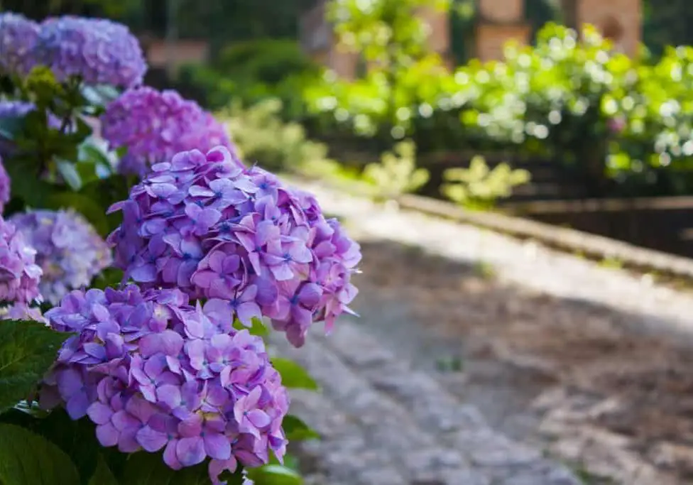 Hydrangea Bush With Blue/purple Blooms