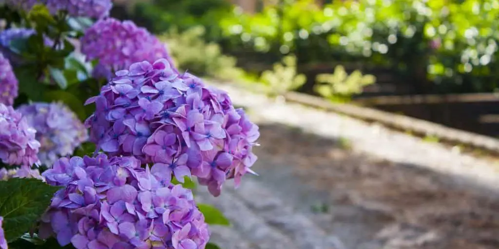 Hydrangea Bush With Blue/purple Blooms