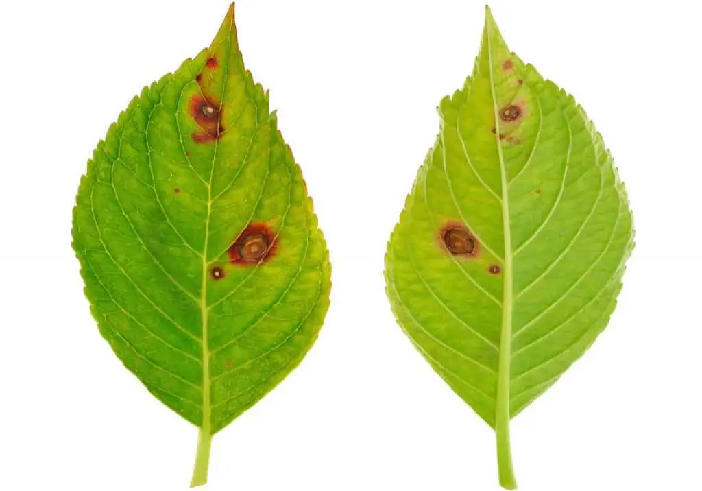 Hydrangea brown spots