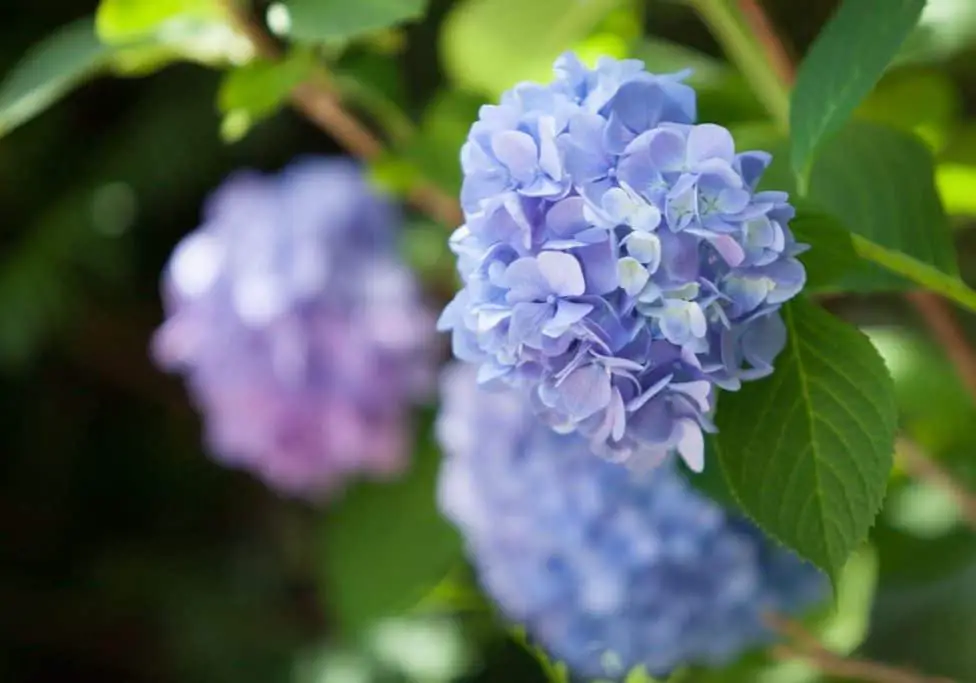 Close Up Hydrangea Bloom