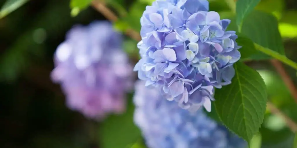 Close Up Hydrangea Bloom