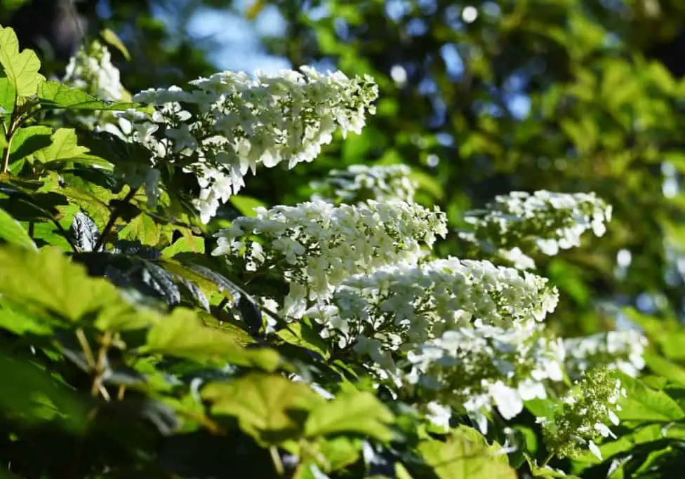 Oakleaf Hydrangea - Snowflake