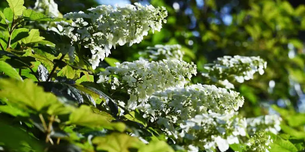 Oakleaf Hydrangea - Snowflake