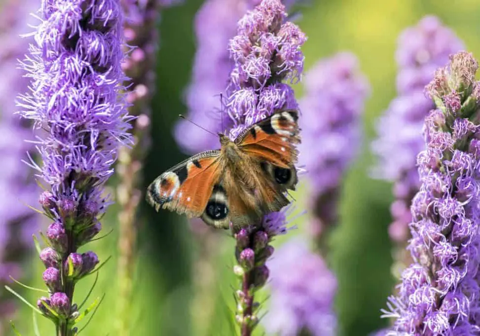 Purple Liatris Flower in Bloom - Florida Native Plants