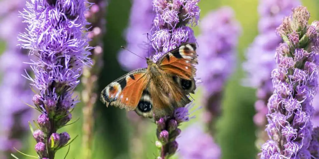 Purple Liatris Flower in Bloom - Florida Native Plants