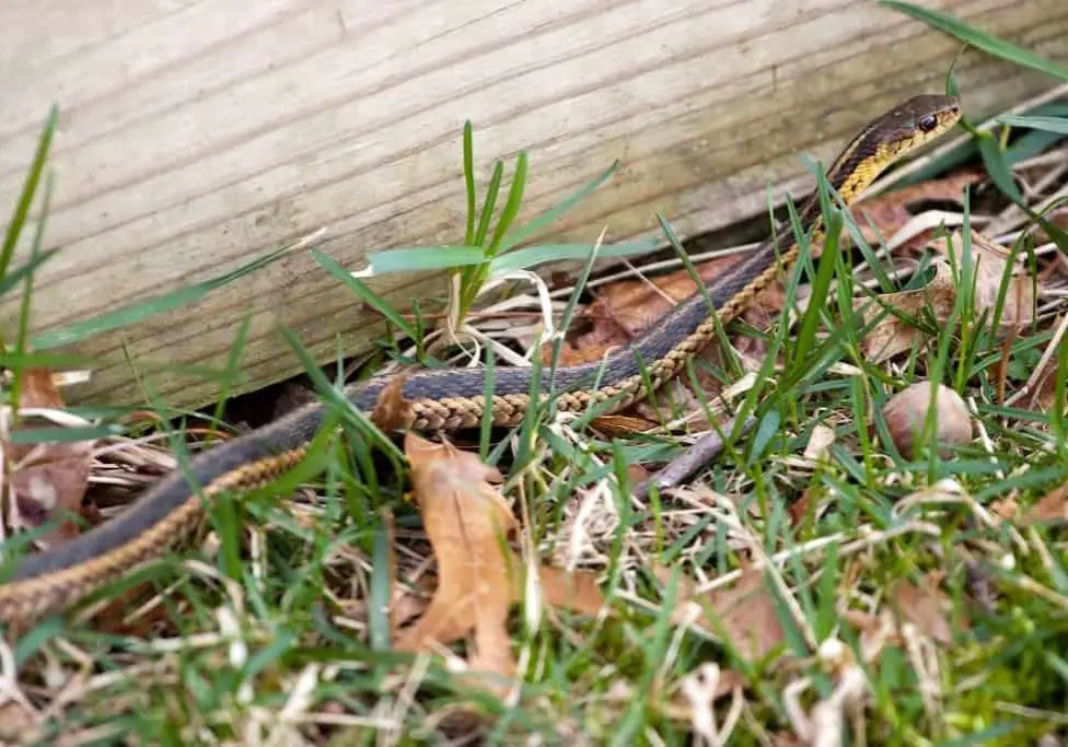 Snake in backyard