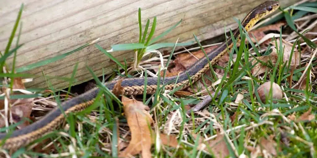 Snake in backyard