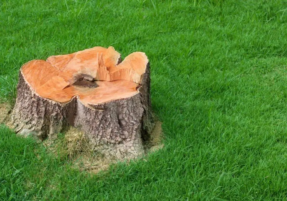 Tree Stump in Yard