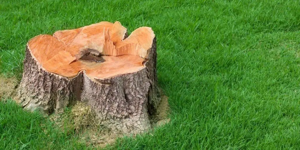 Tree Stump in Yard