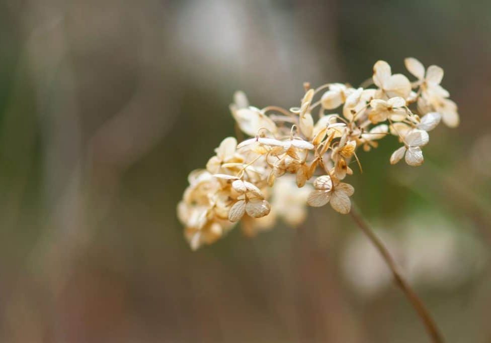 Wilting Hydrangea